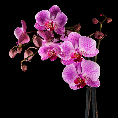 Orchids